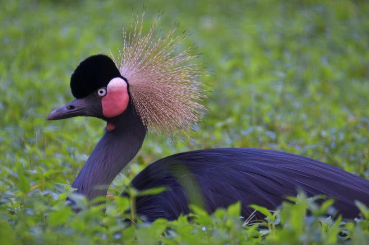 black crowned crane is among the ivory coast animals