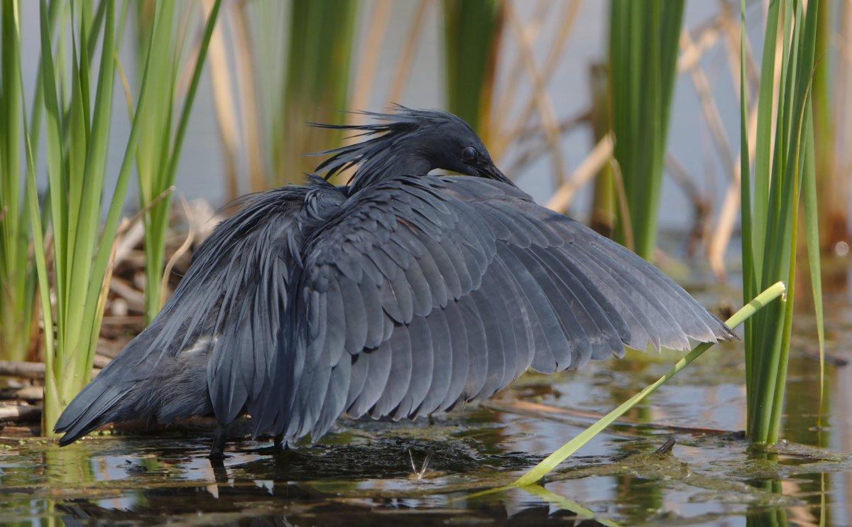 black heron