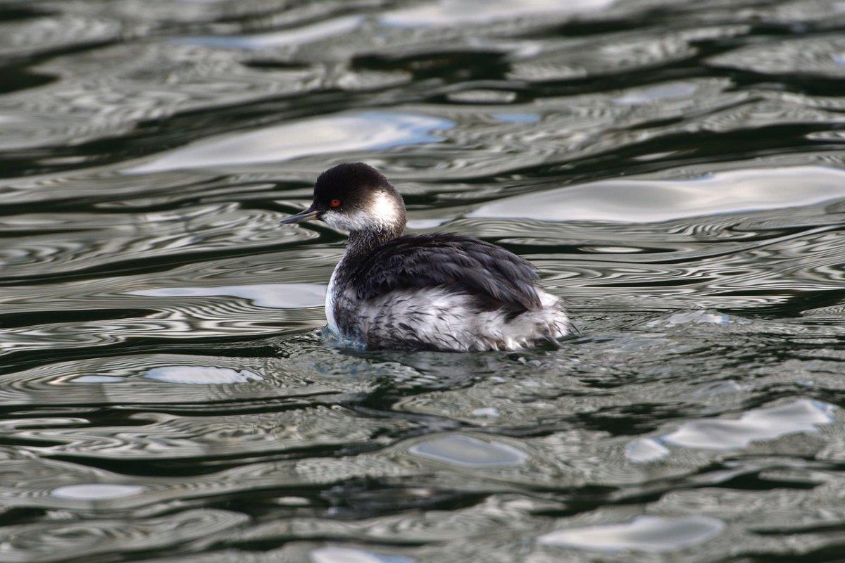 black necked grebe