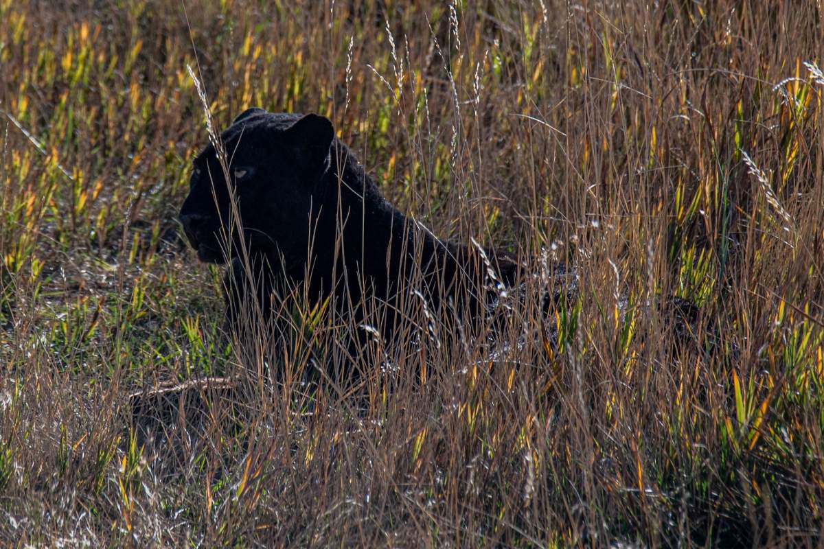 black panther is gabon national animal