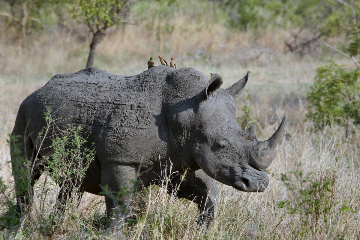 black rhinoceros walking in the wild