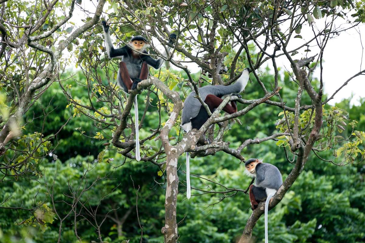 black-shanked douc is part of the wildlife of cambodia