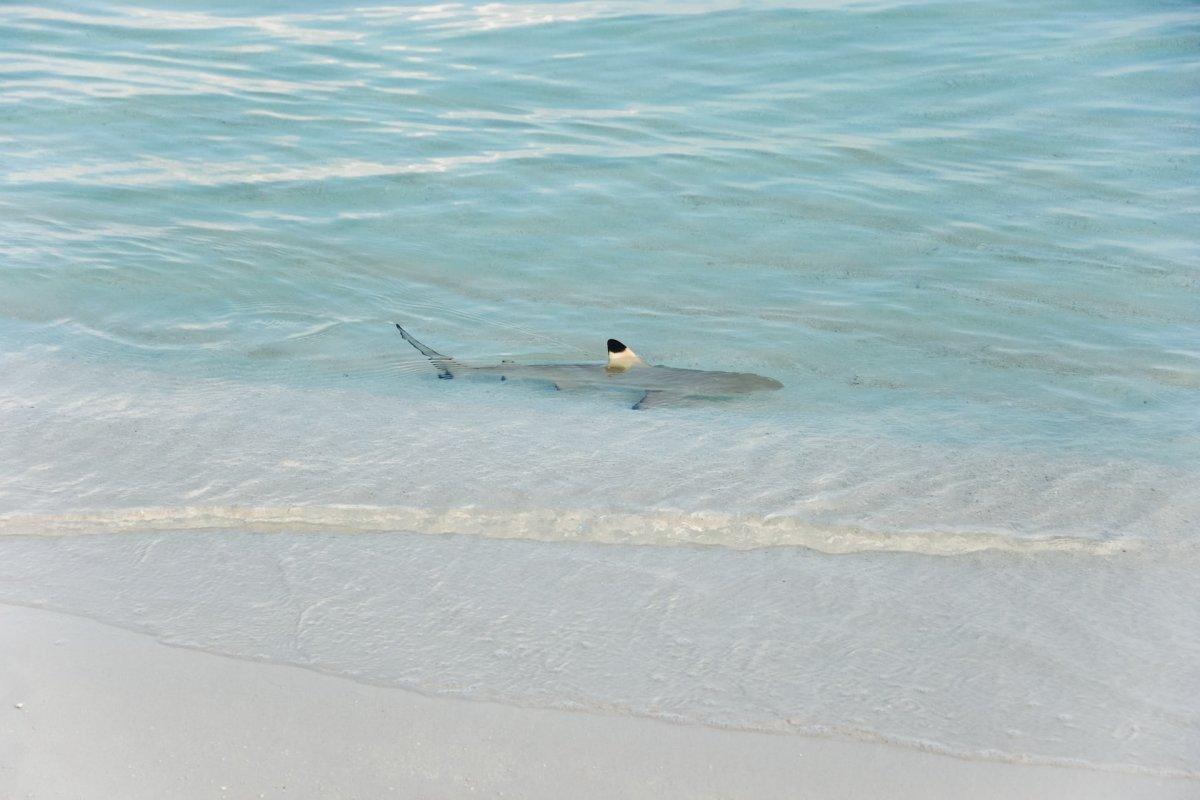 blacktip reef shark is one of the endangered species in maldives