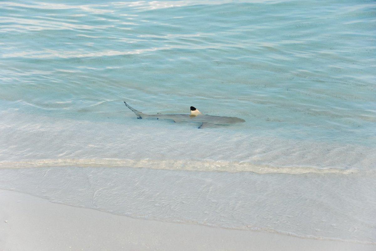 blacktip reef shark is one of the endangered species in maldives