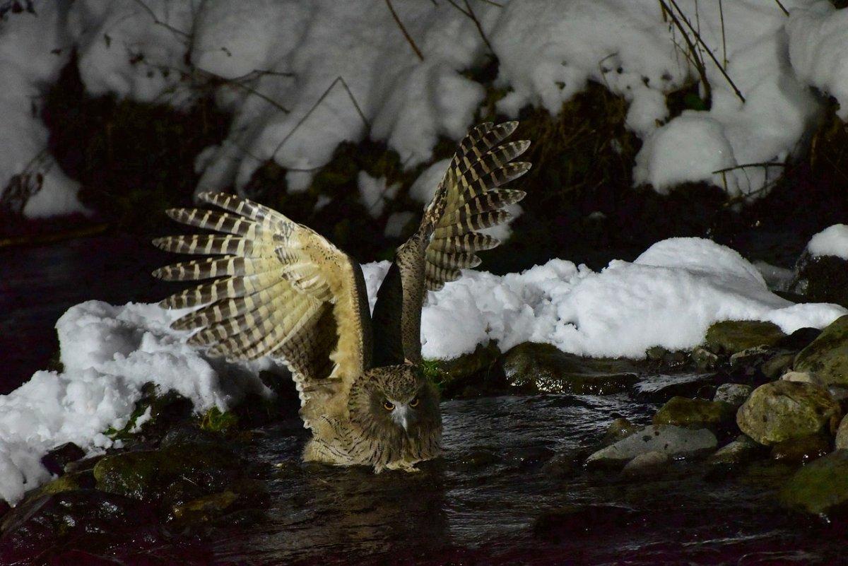 blakiston's fish owl is one of the native japanese animals