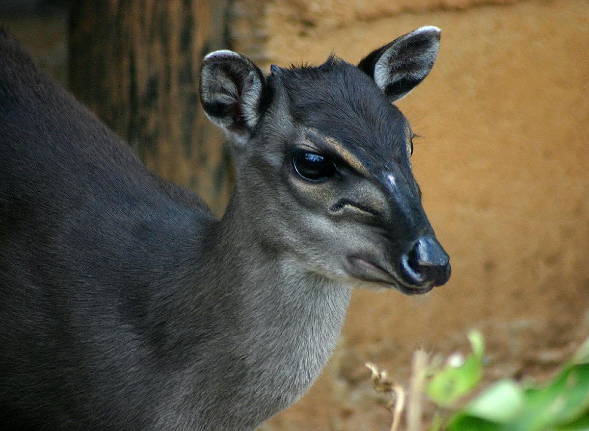 blue duiker is among the animals botswana has on its land