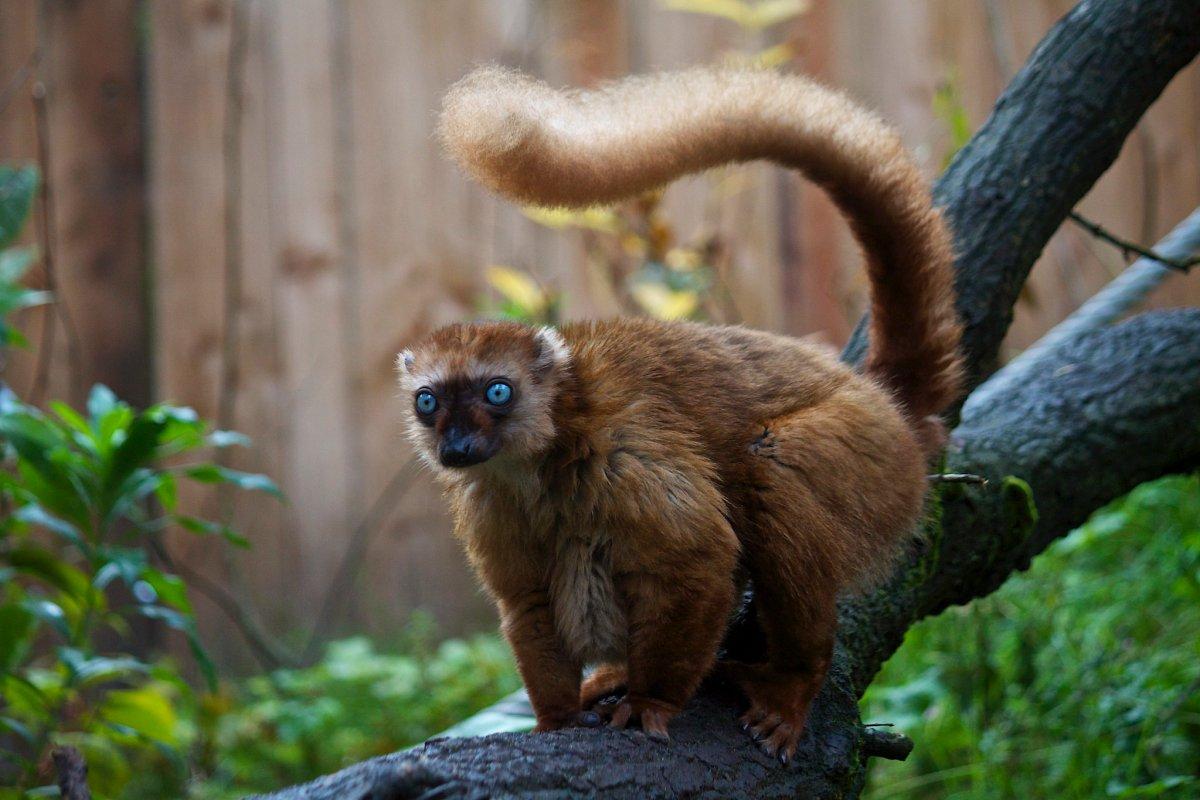 blue-eyed black lemur is one of the madagascar rare animals