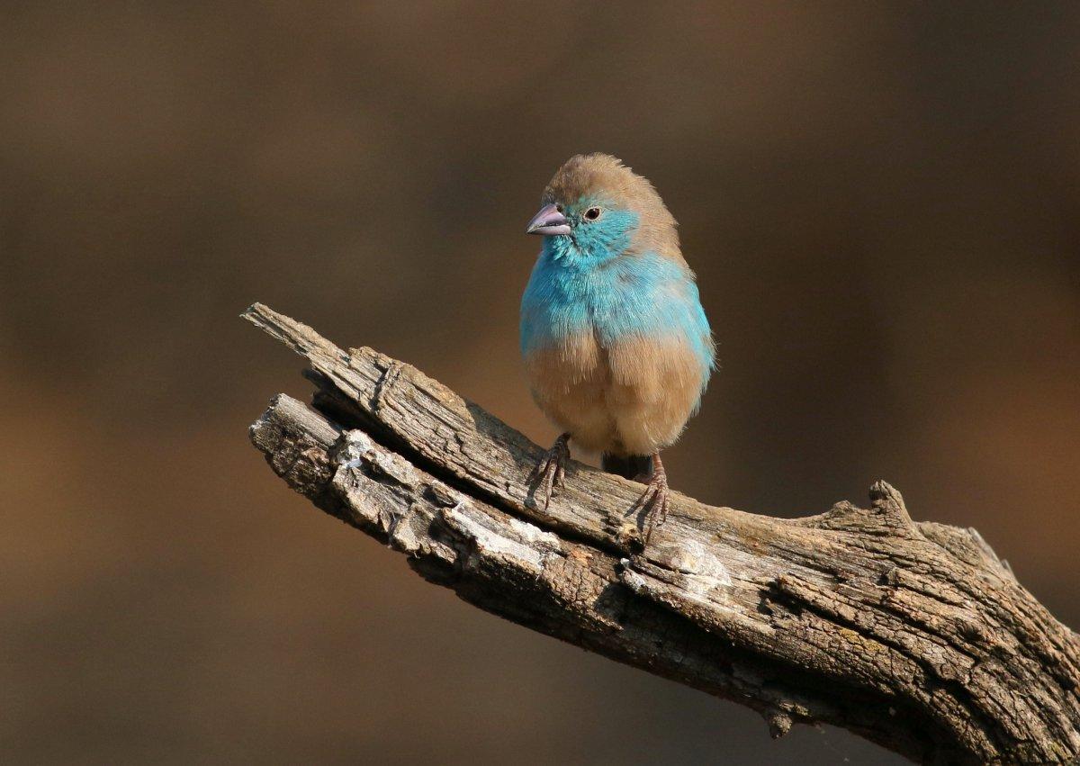 blue waxbill