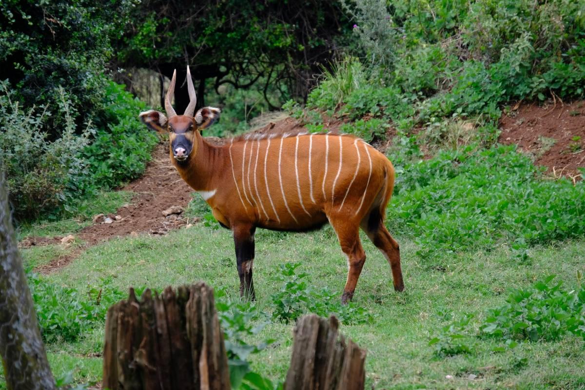 bongo is among the sierra leone animals
