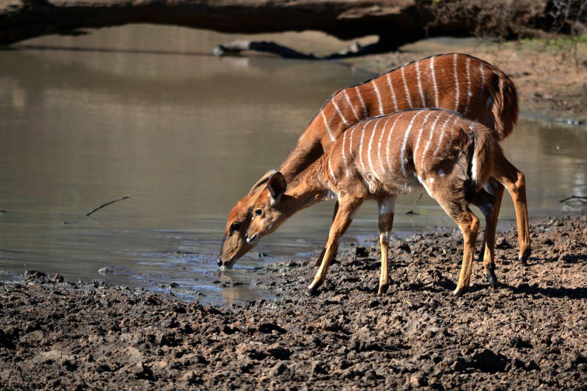 bongo is is part of the central african animals list