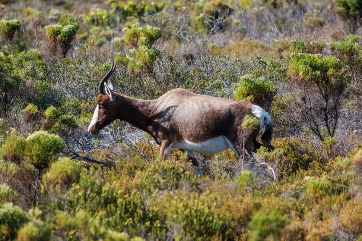 bontebok is among the endangered species in lesotho