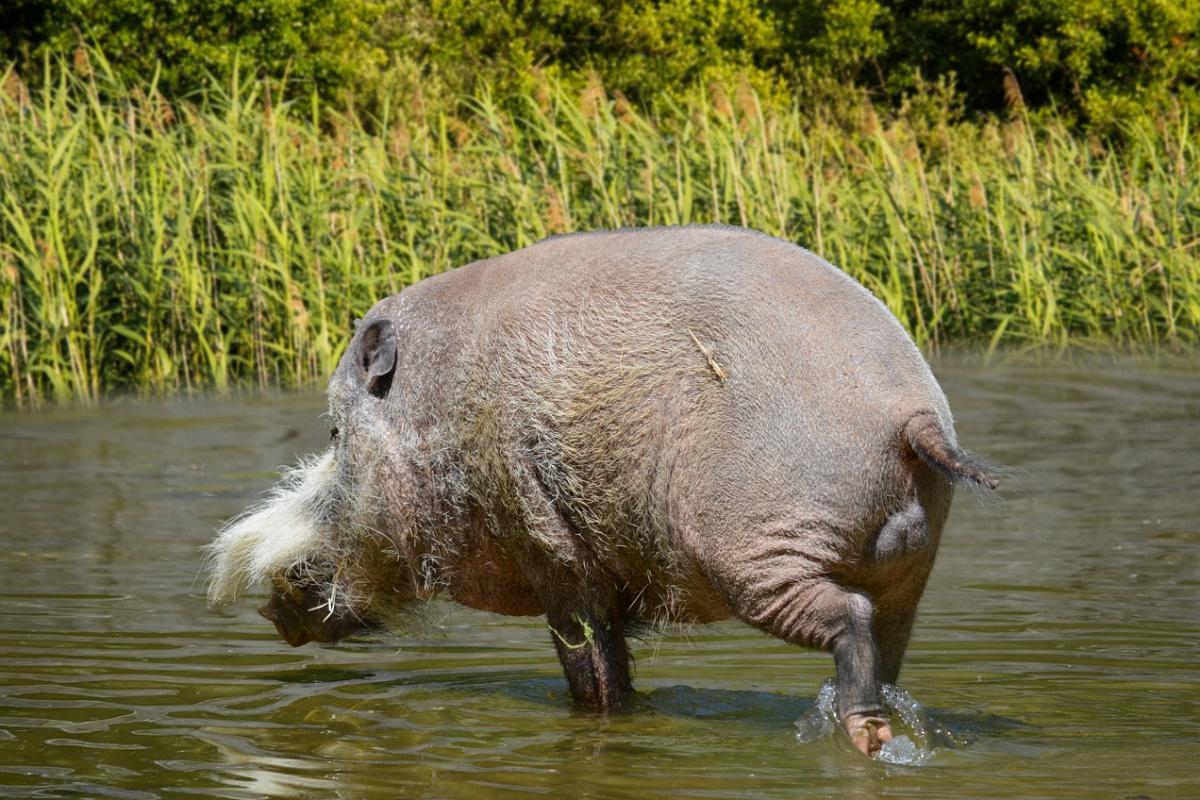 bornean bearded pig is a kind of wild boar malaysia has on its ladn