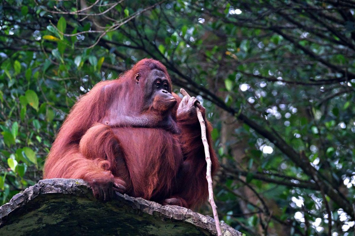 bornean orangutan