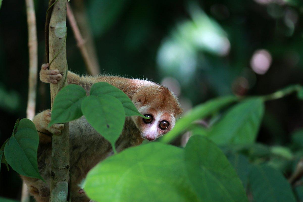 bornean slow loris