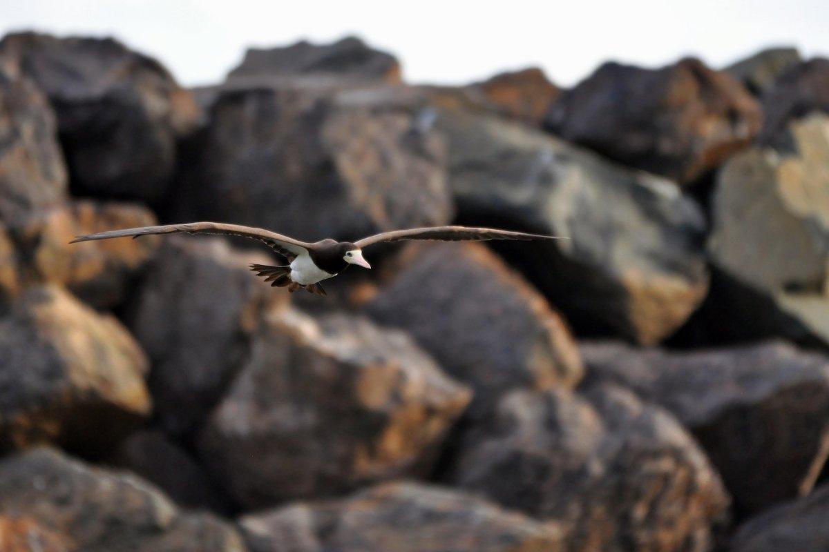 brown booby is among the seychelles animals