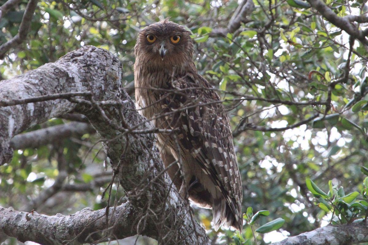 brown fish owl is part of the wildlife in turkey