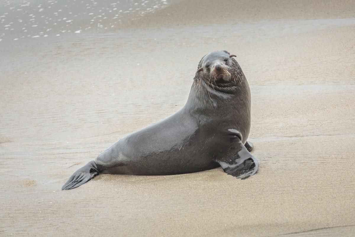 brown fur seal is in the namibia animals list