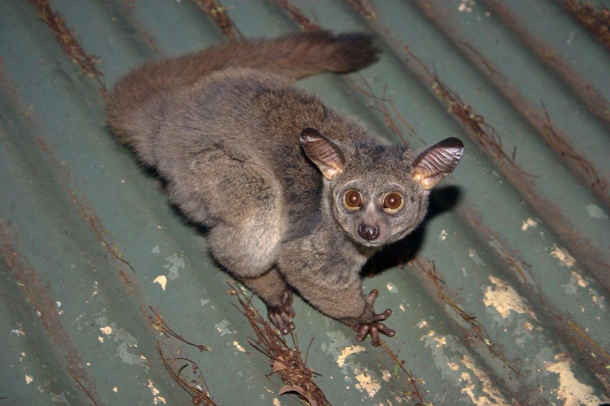 brown greater galago