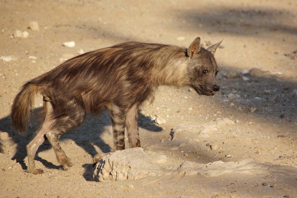 brown hyena is one of the dangerous animals in namibia