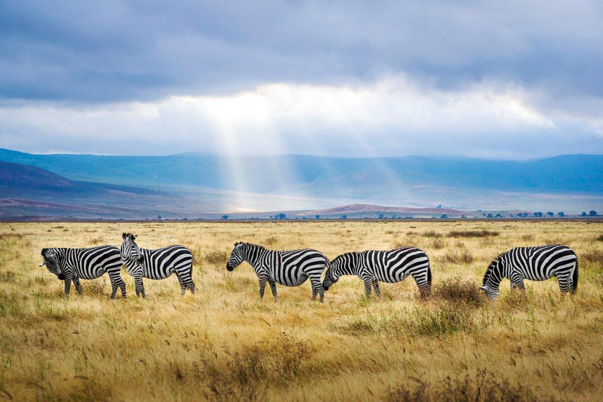 burchell's zebra is among the animals from tanzania