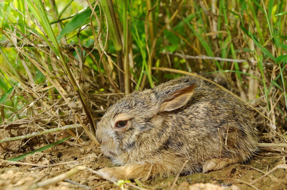 burmese hare