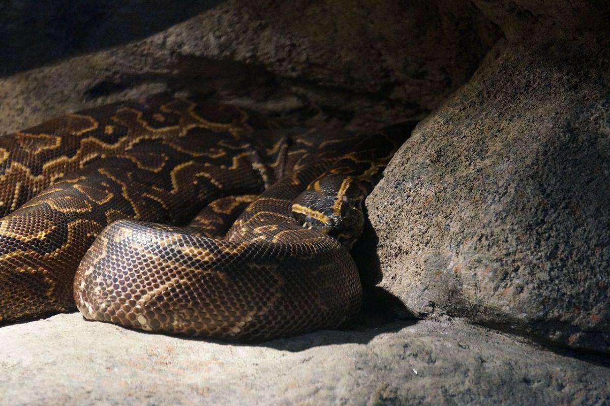 burmese python is in the species endemic to india