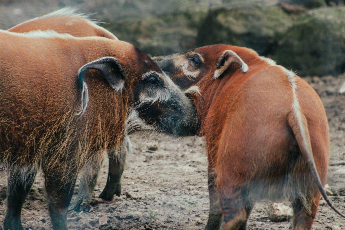 bushpig is one of the animals from kenya