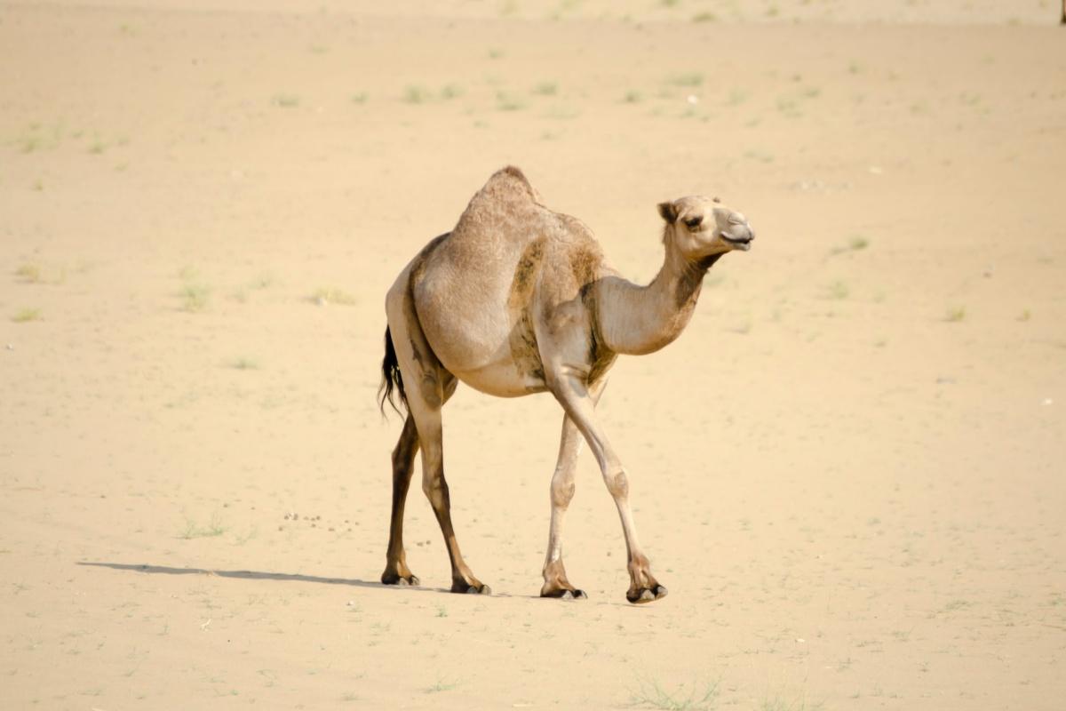 camel is one of the somalia animals