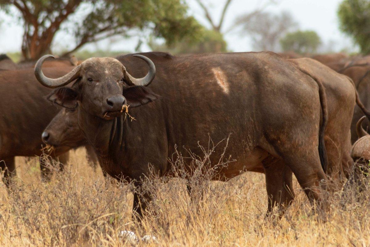 cape buffalo is a south african animal