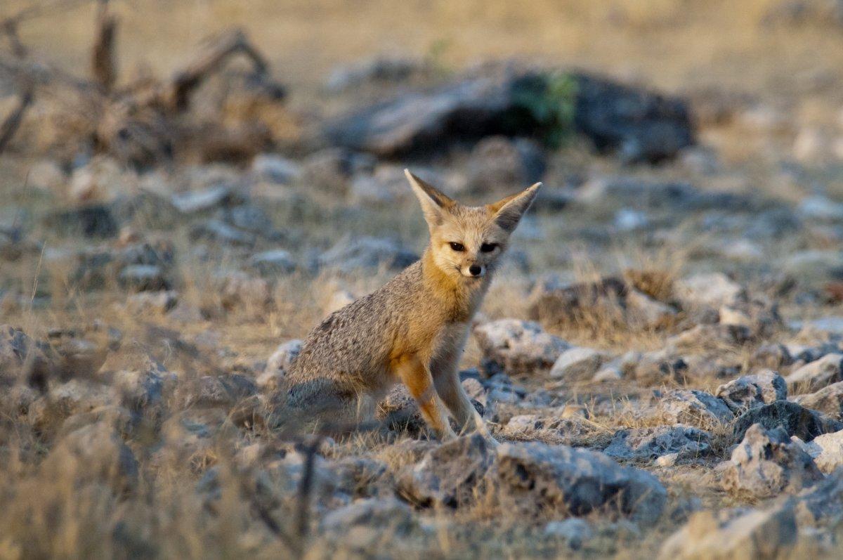 cape fox is part of the south africa wildlife