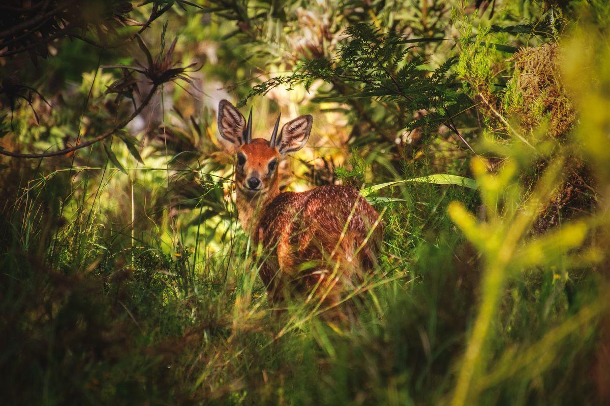 cape grysbok is part of the wildlife of south africa