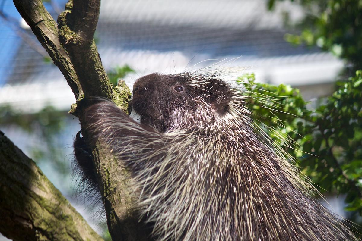 cape porcupine is present in the lesotho wildlife