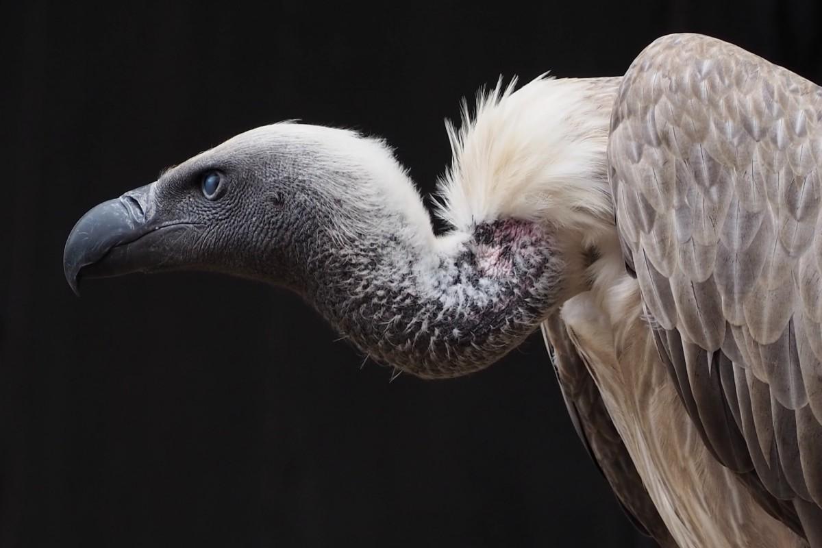 cape vulture