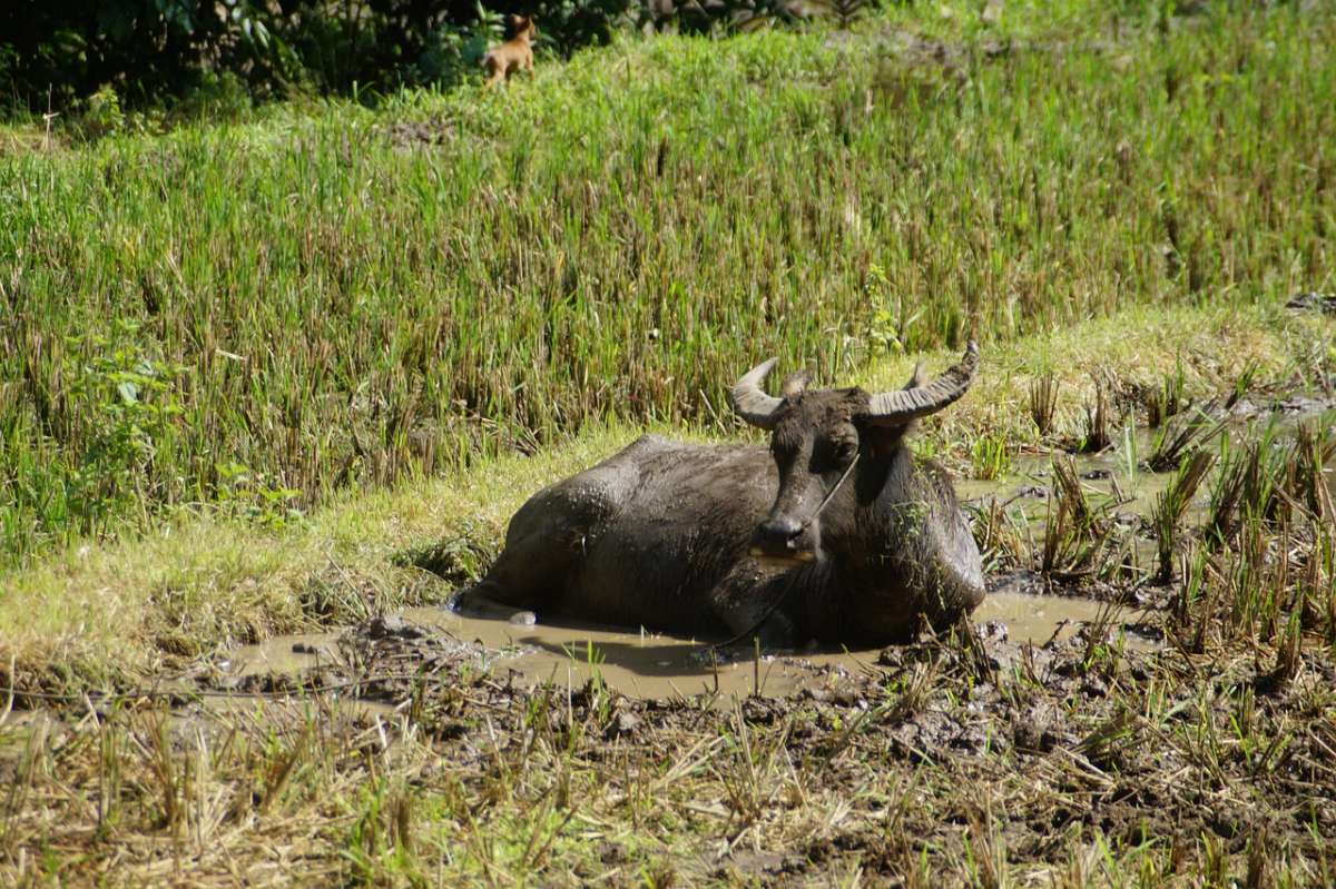 carabao is the national animal of the philippines