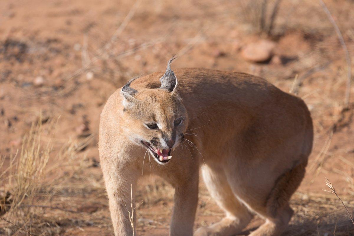 caracal is part of the gambia wildlife