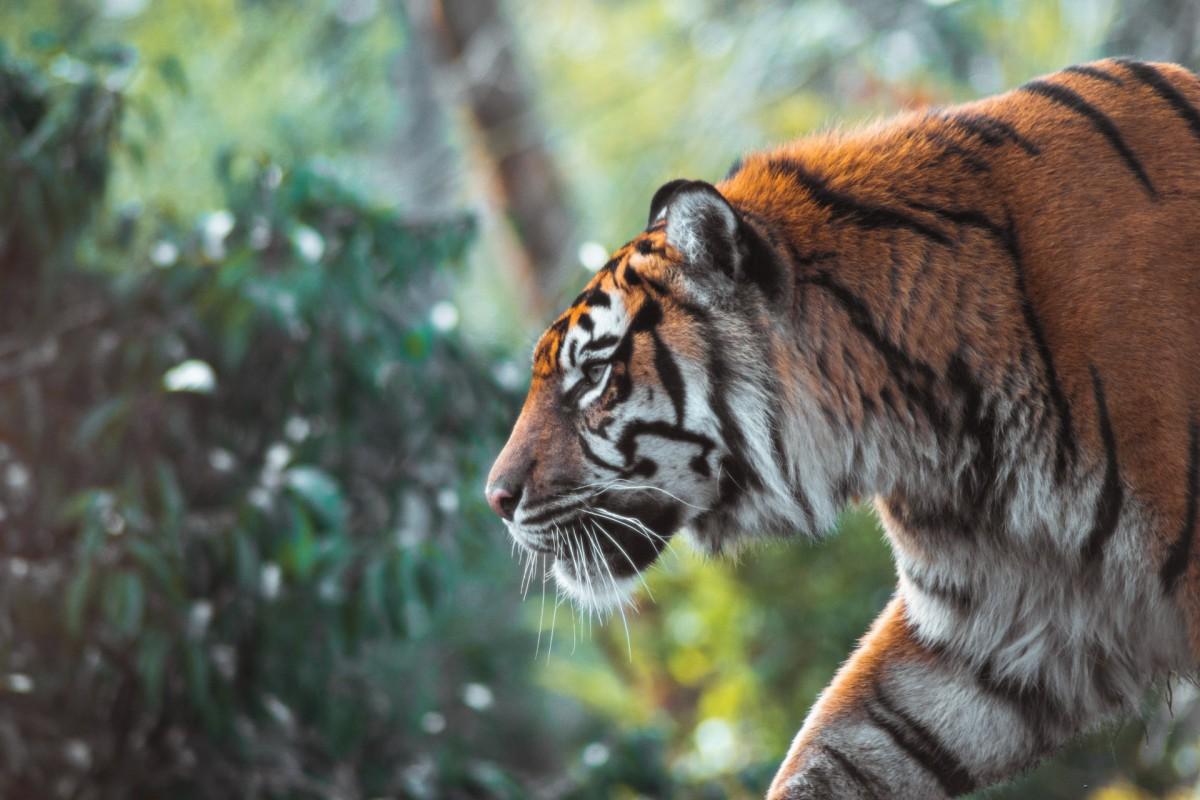 caspian tiger is the national animal of tajikistan