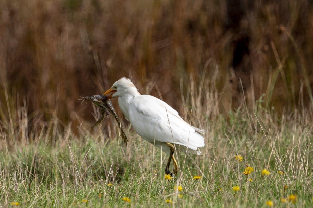 cattle egret is part of the central african republic wildlife