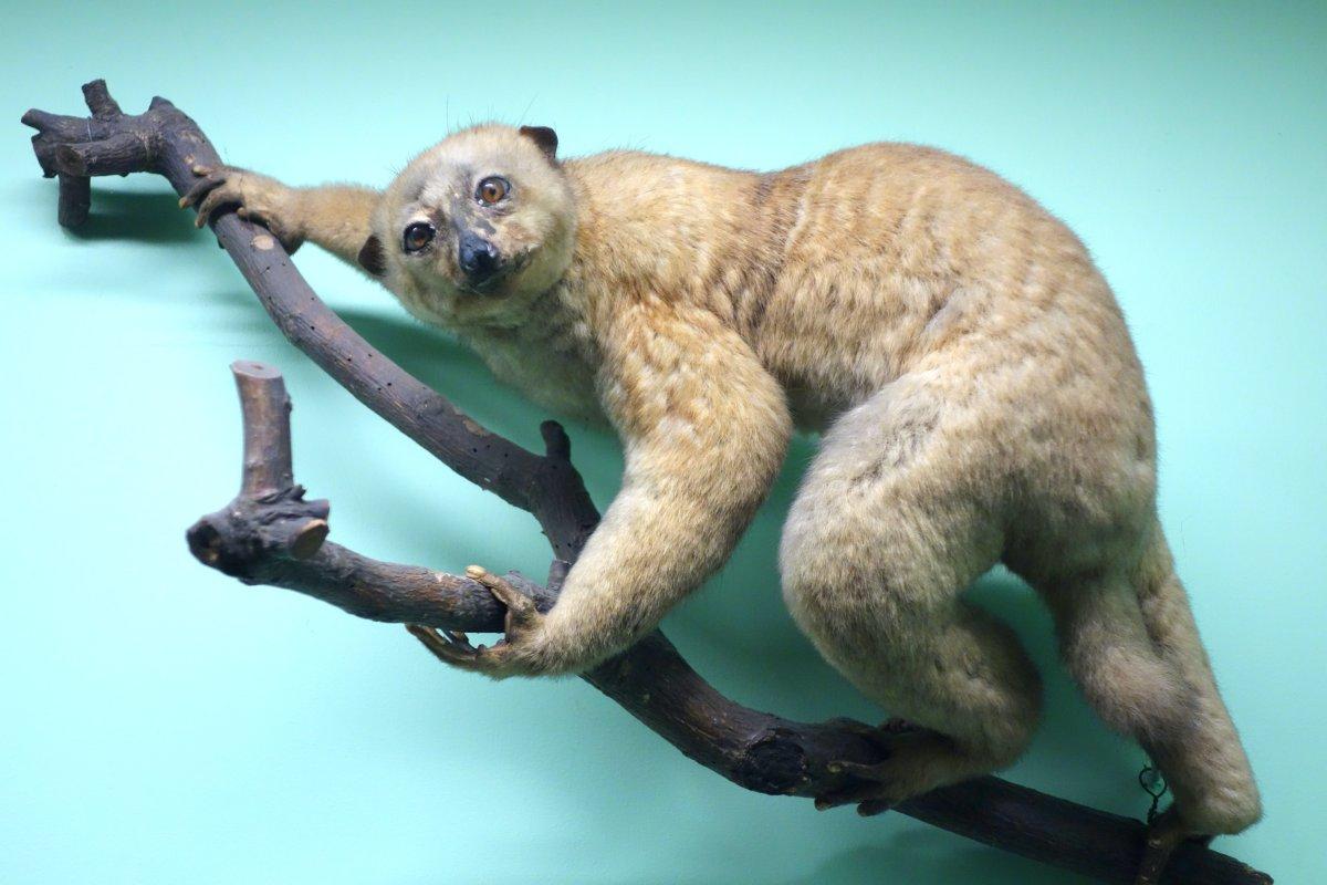 central african potto