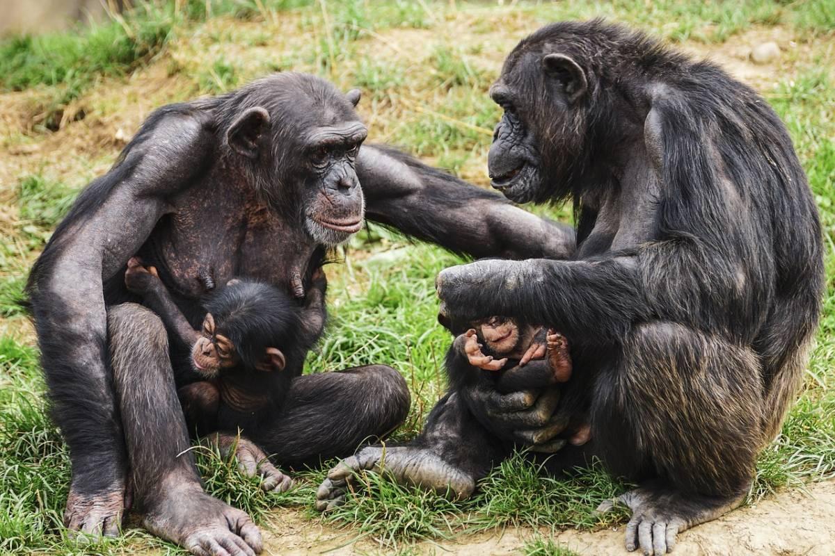 central chimpanzee is one of the republic of congo animals