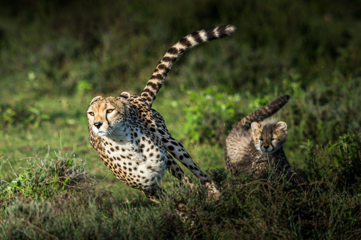 cheetah is one of the endangered species in namibia