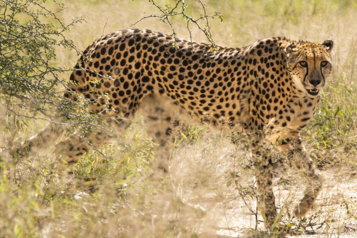 cheetah is part of the list of animals in ethiopia