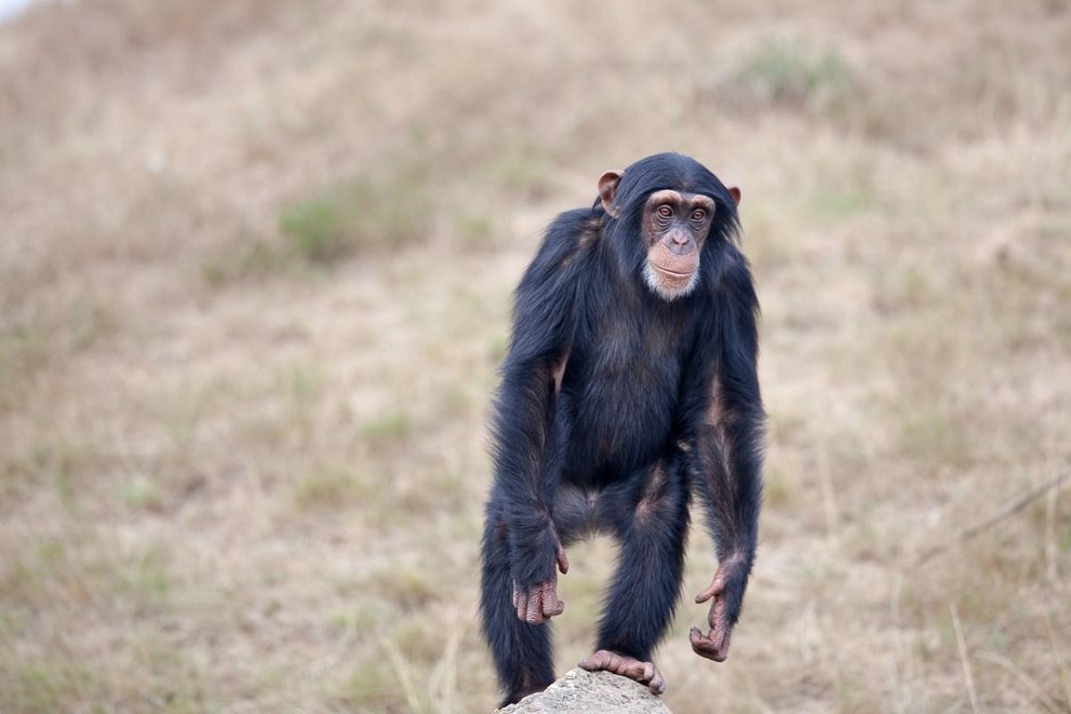 chimpanzee is sierra leone national animal