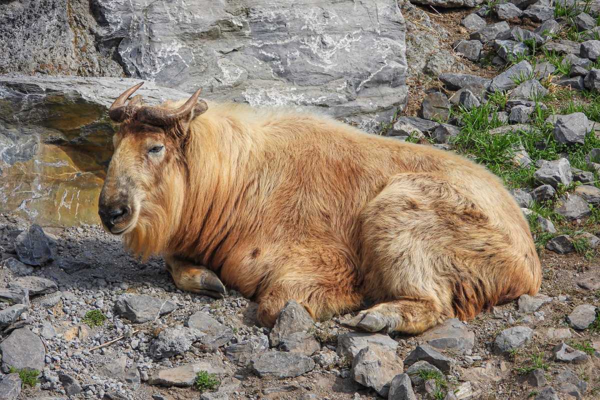 china animals facts about the takin