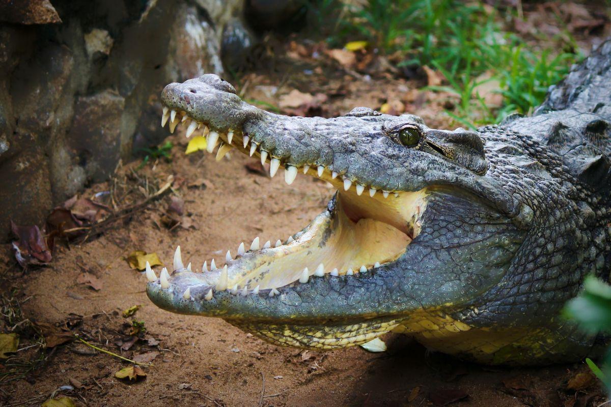 chinese alligator is part of the china animals list