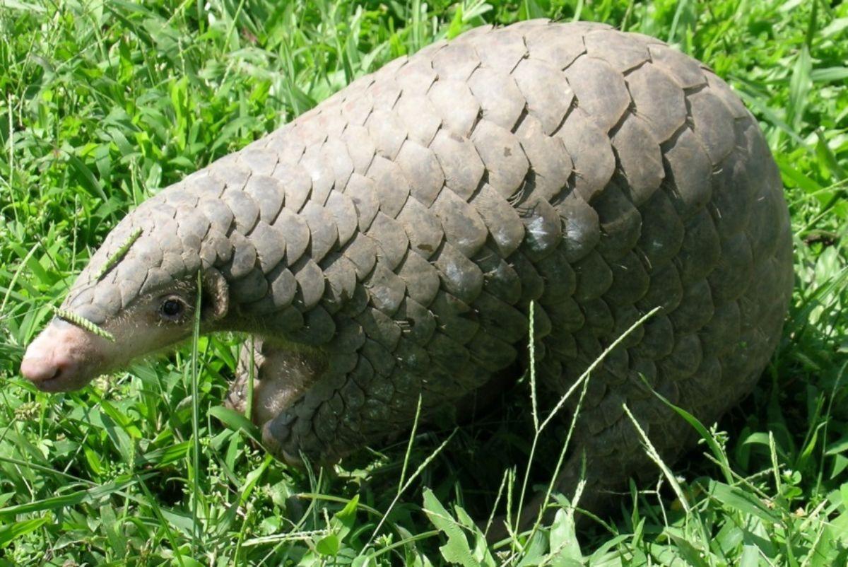 chinese pangolin is one of the native chinese animals