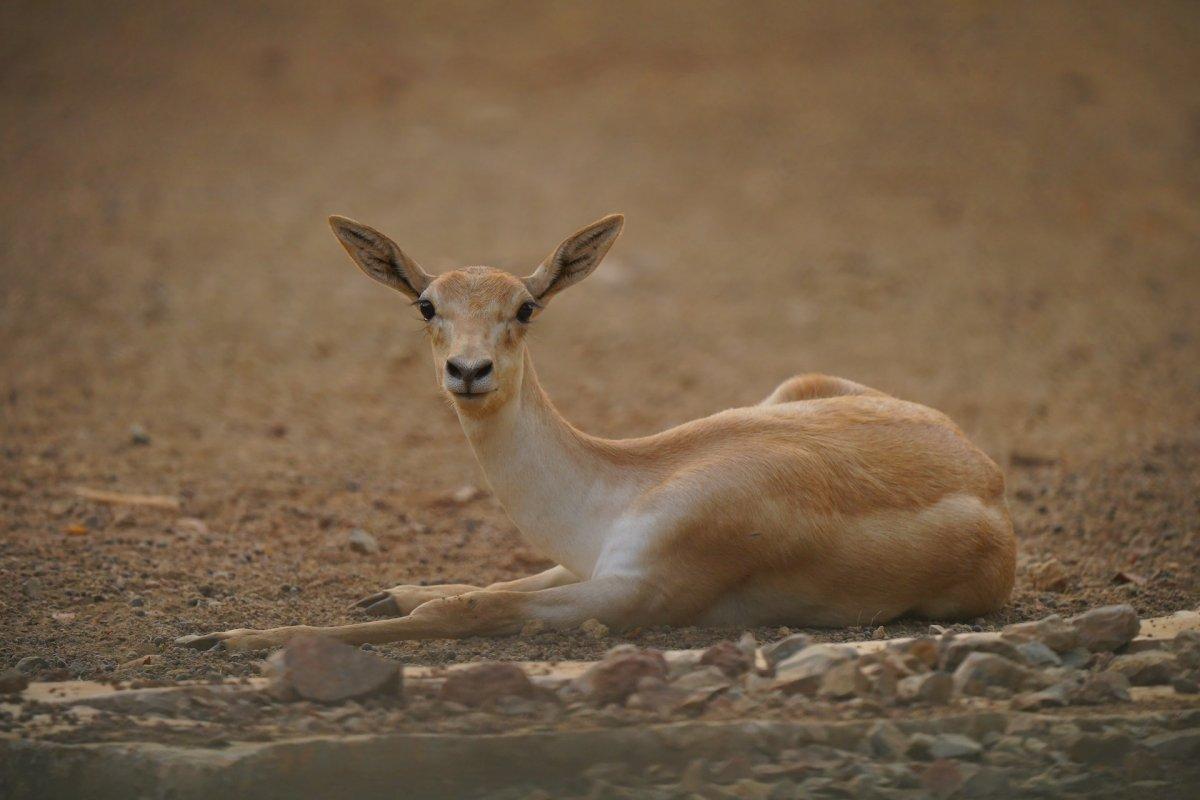 chinkara is part of the wildlife in india