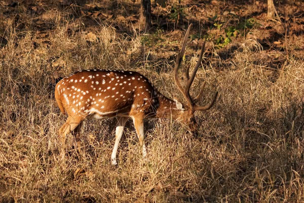chital is in the list of animals of india