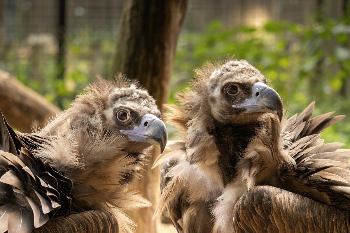 cinereous vulture is one of the native animals of south korea