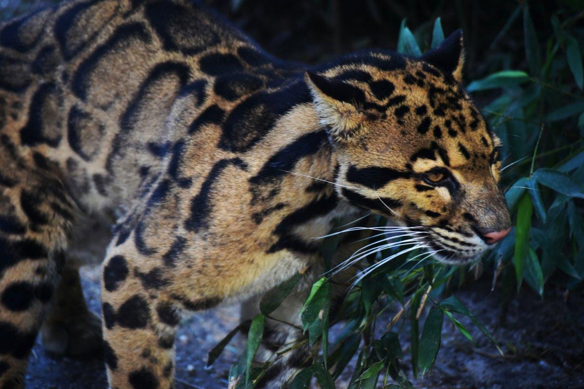 clouded leopard is one of the malaysian animals