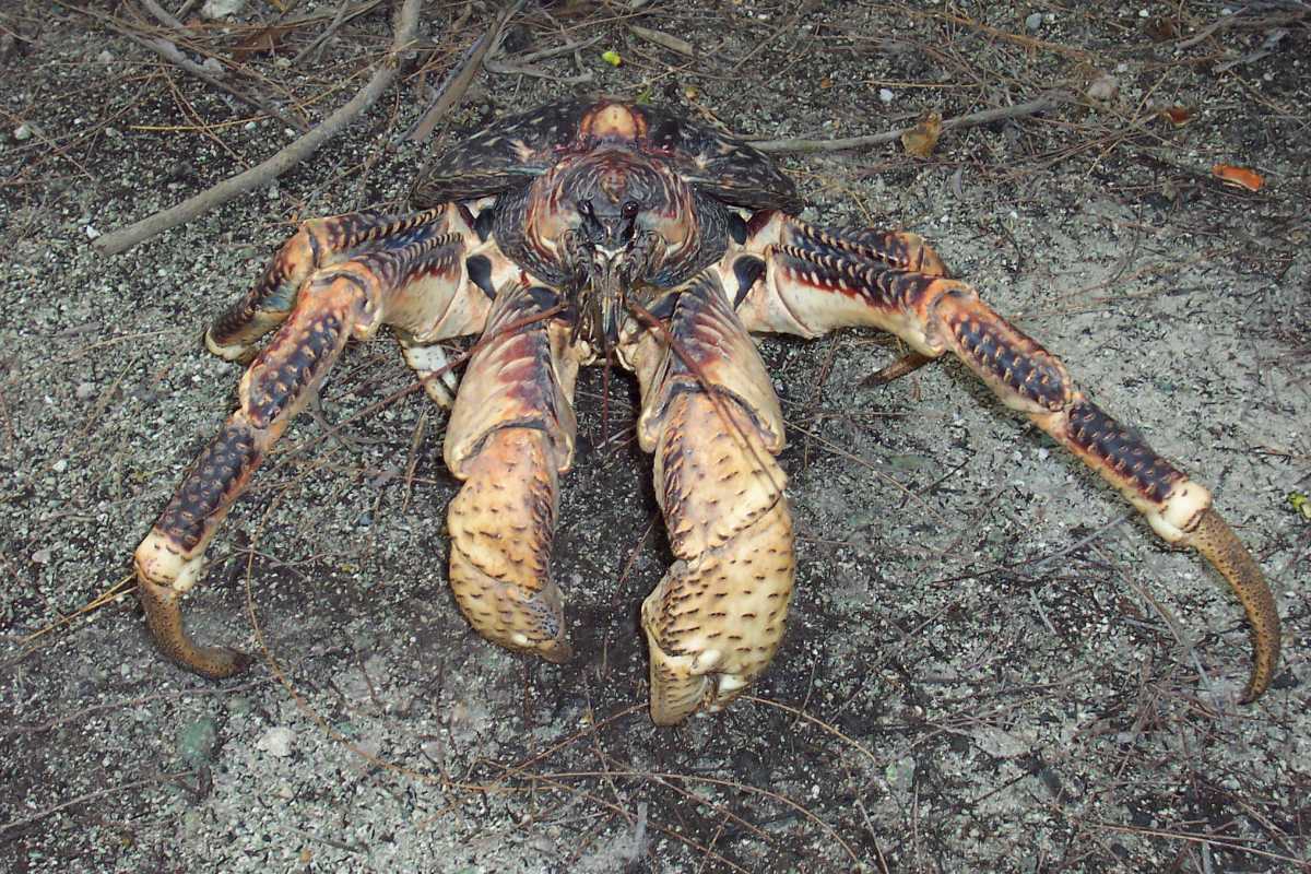 coconut crab is among the dangerous animals in zanzibar